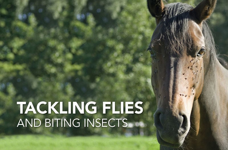Equine Science Matters™: Tackling Flies and Biting Insects